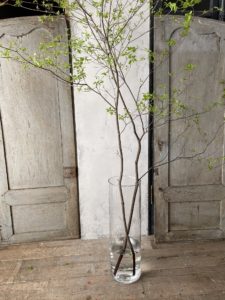 岐阜市花屋　ドウダンツツジ　SEMPRE　ガラスベース
