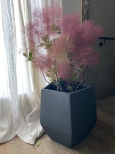 岐阜市花屋　グリーンヴェール  スモークツリー　煙の木　鉢花