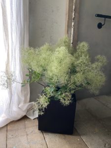 岐阜市花屋　グリーンヴェール  スモークツリー　鉢花　煙の木