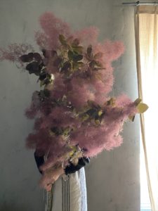 岐阜市花屋　グリーンヴェール スモークツリー　煙の木