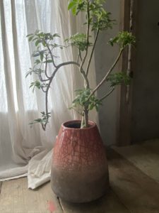 岐阜市花屋　岐阜花屋　グリーンヴェール グリーンベール　DOMANI ドマーニ シェフレラ　観葉植物　
