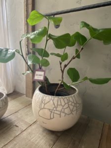 岐阜市花屋　岐阜花屋　グリーンヴェール グリーンベール　DOMANI ドマーニ シーグレープ　観葉植物　